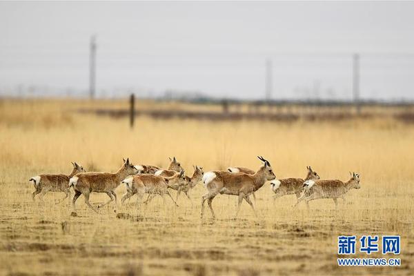 新西:兰失业率升至九年高点 经济疲软拖累就业