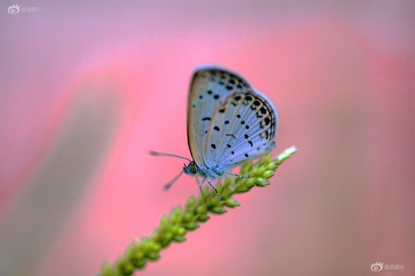 天齐锂业公布前三季度:业绩 归母净利润<约>1.8亿元同比增长103.16%