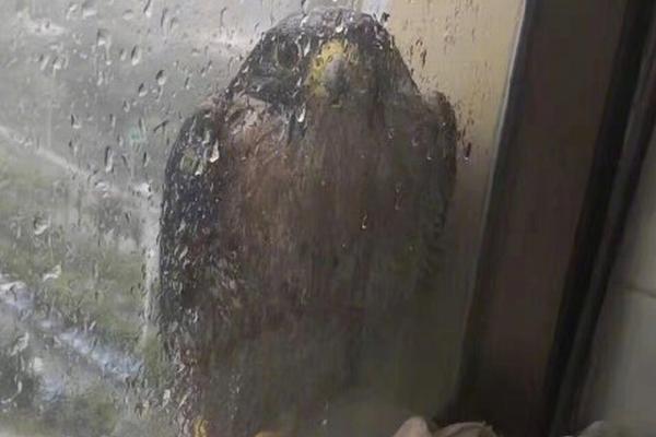 国光电<气>现3笔大宗交易 合计成交11.50万股