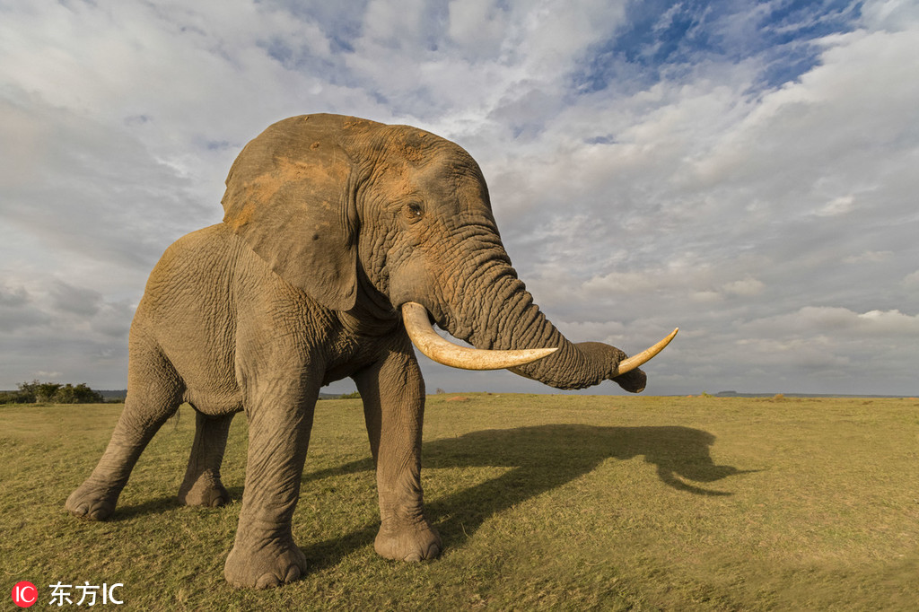 云.锣声声越千年 青花汾酒《国乐世界之旅》第五期奏响和谐之韵