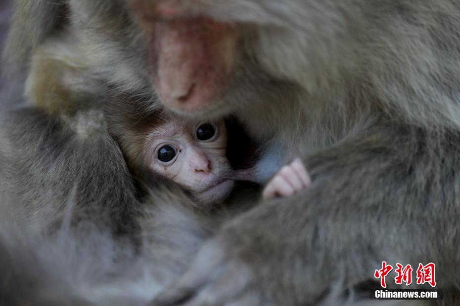 学习机‘行’业迎来“新第一”，科:大讯飞为何能从“高端第一”成为“行业第一”