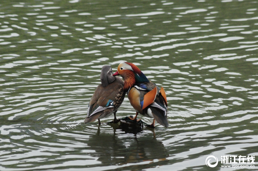 调研上市,公司超2000次！银行理财加速布局权益市场